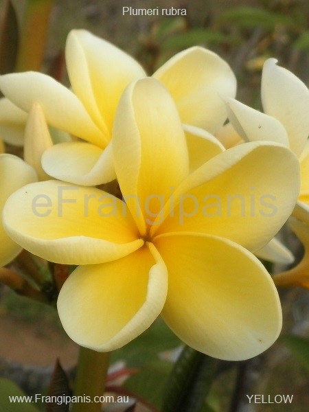 Yellow-Frangipani