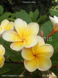 Buttercup-Frangipan