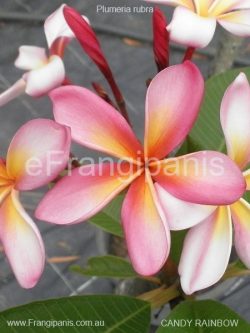 Candy-Rainbow-Frangipani