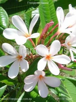 Petite-Pink-Frangipani-Flowers