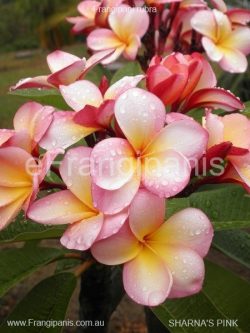 Sharnas-Pink-Frangipani