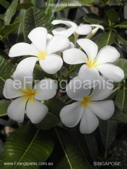 Singapore Frangipani Flowers
