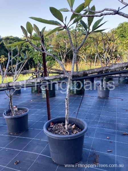 11r-red-22c-3ce (450x600)